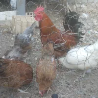 خروس و مرغ تخم گذار