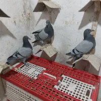 جوجه پلاکی مسافتی|پرنده|مشهد, امیریه|دیوار