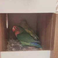 طوطی برزیلی جفت با همه وسایل|پرنده|گرمسار, |دیوار