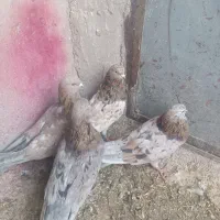 ۴عددسوربازیکن نر|پرنده|بم, |دیوار