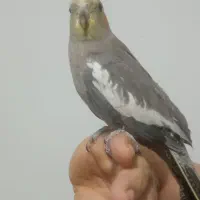 عروس هلندی نر|پرنده|مشهد, توس فردوسی|دیوار