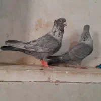 کبوتر موشی