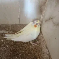 جوجه عروس هلندی