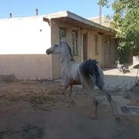 اسب مادیون کرد|اسب و تجهیزات اسبسواری|بروجرد, |دیوار