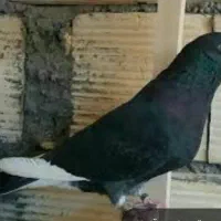 رفتنی شازده سیاه آغ شاپر