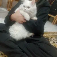 گربه پرشین اسکاتیش لانگ هیر آنفولد|گربه|مشهد, هنرستان|دیوار