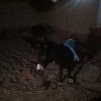 خر سالم|حیوانات مزرعه|میانه, |دیوار