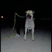 پژدر|سگ|شیروان (خراسان), |دیوار