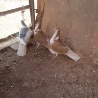 کبوتر ساده فروشی