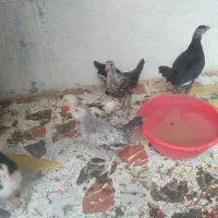 ۱۵عدد جوجه اصل عربی زیر مرغی