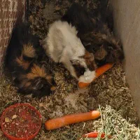 خوکچه هندی|موش و خرگوش|شهرکرد, |دیوار