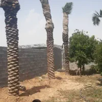 خرید فروش نخل وارسال|خدمات باغبانی و درختکاری|شادگان, |دیوار