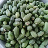 داغ قارپزی تازه