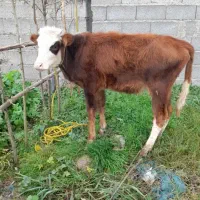 لیشه ماستی|حیوانات مزرعه|کوچصفهان, |دیوار