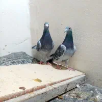 یه جفت مسافتی. مگزی زره ای قوی قولدور با هوش