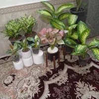 گلهای زیبا و شاداب