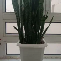 گل سانسوریا