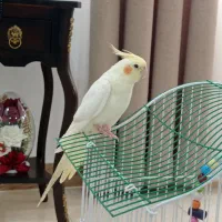 عروس هلندی نر