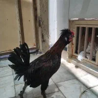 خروس نمایشی