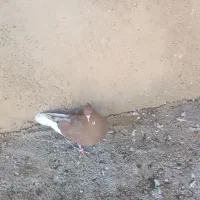 کبوتر پرشی|پرنده|سیروان, |دیوار