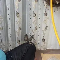 جوجه مینا نر..آماده آموزش|پرنده|رباط‌کریم, |دیوار