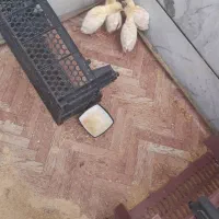 جوجه طاووس