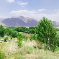 عسل طبیعی|خوردنی و آشامیدنی|قم, انصار‌الحسین|دیوار