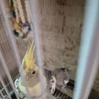 عروس هلندی جفت