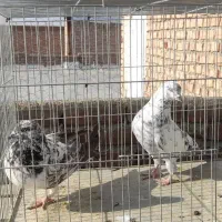 کبوتر|پرنده|محمدبار, |دیوار