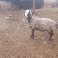 قوچ بختیاری