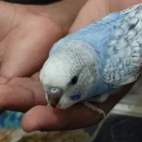 چهار عدد مرغ|پرنده|بندرعباس, |دیوار