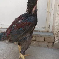 خروس لاری