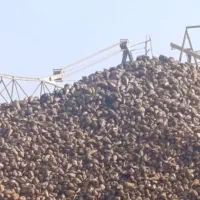 چغاندرو قند