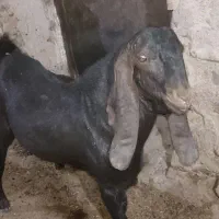 بزغاله و بز دورگ جوان