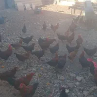 تعداد ۵۰عدد مرغ ویروس فروشی