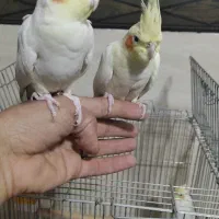 عروس هلندی|پرنده|مهاجران, |دیوار