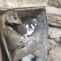 کبوتر پلاکی و کشتنی|پرنده|شیراز, فخرآباد (دروازه کازرون)|دیوار