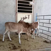 ۳ راس گوساله ۲نر ۱ ماده
