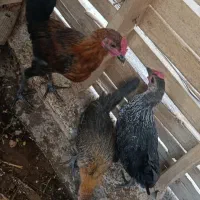 ۳عدد خروس براکل ۳ماهه