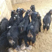 بزغاله بره میش|حیوانات مزرعه|نجف‌آباد, حومه نجف آباد|دیوار