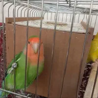 دوعدد طوطی نر و  ماده  با قفس ضخیم
