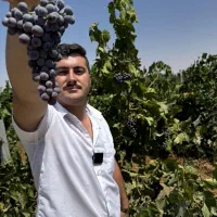 فروش نهال گردو بادام خرمالوبیدمجنون هلوانجیرگلدانی