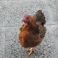 مرغ محلی|حیوانات مزرعه|دهلران, |دیوار