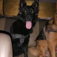 سگ ژرمن /نر و ماده/توله سگ/سگ /پت خانگی|سگ|شیراز, ابیوردی|دیوار