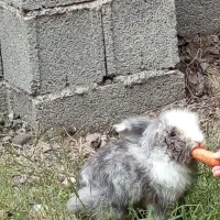 خرگوش خانگی بی آزار