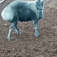 بره قوچی و بره ماده چینی قندوزی اصیل افغان