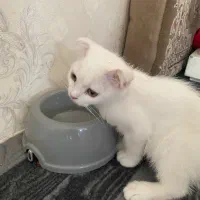 گربه اسکاتیش