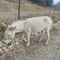 خر یا الاغ هم سواری هم باری هم گله ای