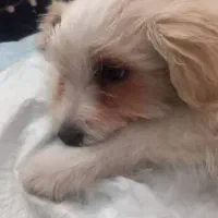 سگ پاکوتاه|سگ|صوفیان, |دیوار