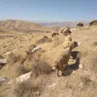 ۵۱ راس میش وبره مال داشتی و مالچه همه شیشکی|حیوانات مزرعه|کوهدشت, |دیوار